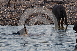 Bathing Elephants in Etosha