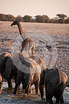 Bathing Elephants in Etosha