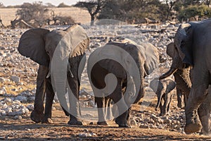 Bathing Elephants in Etosha