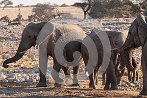 Bathing Elephants in Etosha