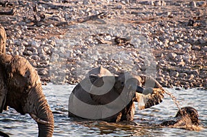 Bathing Elephants in Etosha