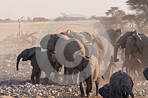 Bathing Elephants in Etosha