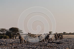 Bathing Elephants in Etosha