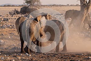 Bathing Elephants in Etosha