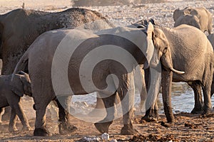 Bathing Elephants in Etosha