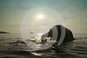 Bathing elephants in the sea