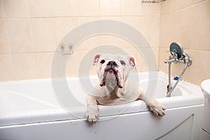 Bathing of the english bulldog. Dog taking a bubble bath. Grooming dog