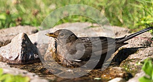 Bathing eurasian blackbird