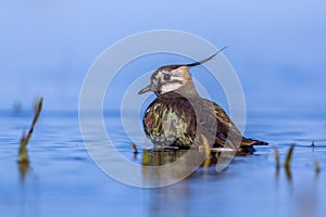 Bathing European lapwing