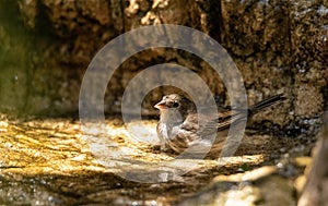 Bathing female blue black grassquit bird Volatinia jacarina