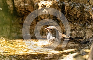 Bathing female blue black grassquit bird Volatinia jacarina