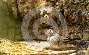 Bathing female blue black grassquit bird Volatinia jacarina