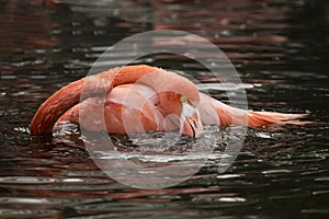 Bathing Flamingo