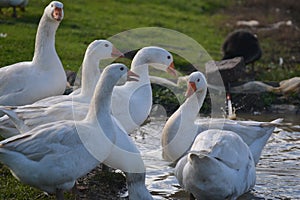 Bathing fun of the geese in a pond