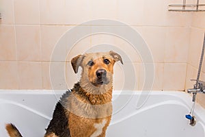 Bathing of the funny mixed breed dog. Dog taking a bubble bath. Grooming dog photo