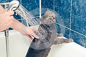 Koupání šedá kočka v koupelna 