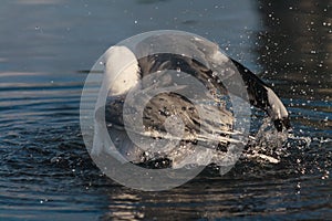 Bathing gull