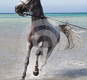 Bathing of a horse