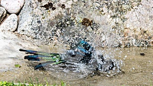 Bathing Magpie