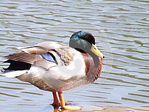 Bathing Mallard Duck photo