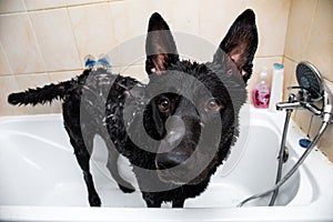 Bathing of the mixed breed dog. Dog taking a bubble bath. Grooming dog