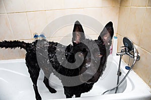 Bathing of the mixed breed dog. Dog taking a bubble bath. Grooming dog