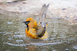 Bathing Oriole