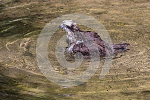 Bathing Osprey