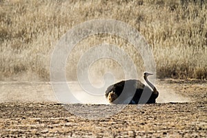 Bathing ostrich