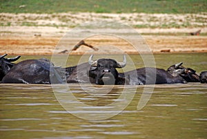 Bathing Oxes in Taman Negara, Malaysia