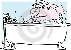 Bathing pig