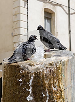 Bathing pigeons