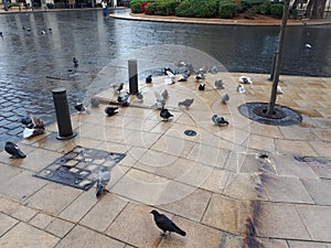 Bathing pigeons photo