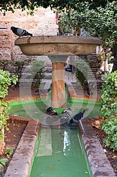 Bathing pigeons in Malaga Cathedral, Spain