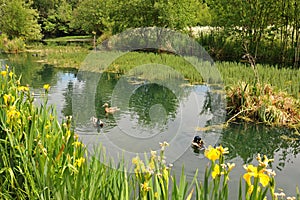 The bathing pond at Victoria Park London unused for bathing since the 1930s, it is now popular with anglers.