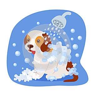 Bathing puppy in shower, with soapy water, health care, appearance.