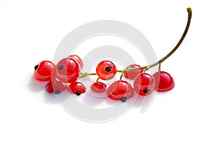 Bathing red berries