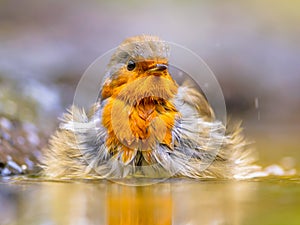 Bathing Red Robin