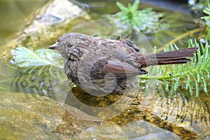 Bathing sparrow