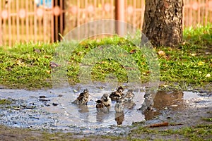 Bathing sparrows