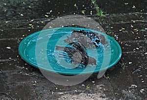 Bathing starlings