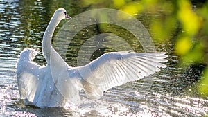 Bathing Swam