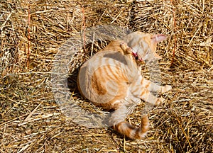 Bathing tabby cat on the farmland