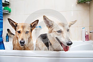 Bathing of the two mixed breed dogs. Dogs taking a bubble bath. Grooming dog