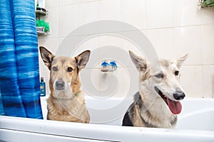 Bathing of the two mixed breed dogs. Dogs taking a bubble bath. Grooming dog