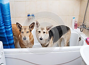 Bathing of the two mixed breed dogs. Dogs taking a bubble bath. Grooming dog