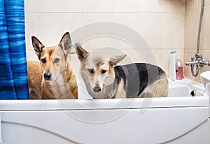 Bathing of the two mixed breed dogs. Dogs taking a bubble bath. Grooming dog