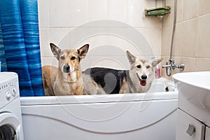 Bathing of the two mixed breed dogs. Dogs taking a bubble bath. Grooming dog