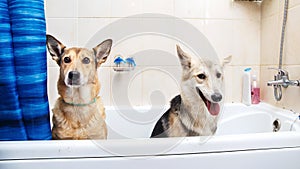 Bathing of the two mixed breed dogs. Dogs taking a bubble bath. Grooming dog