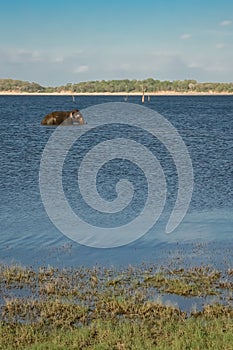 Bathing wild elephant